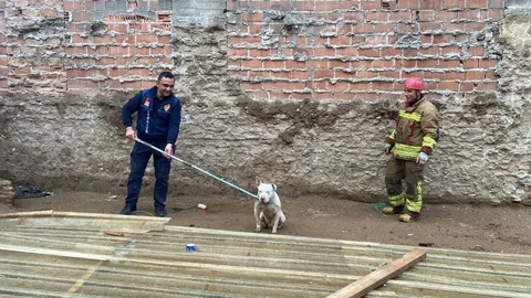 Kapalı İnşaat Çukuruna Düşen Köpek Kurtarıldı