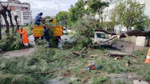 Aydın'da Ağaç Devrildi, Araç Zarar Gördü