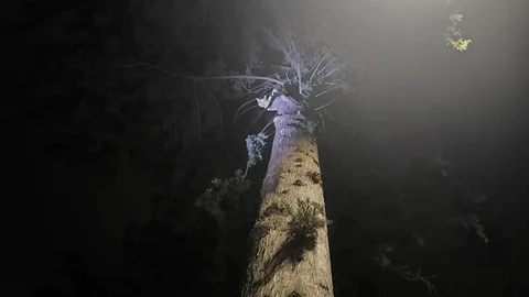 İskenderun'da Ağaçta Mahsur Kalan Kedi Kurtarıldı