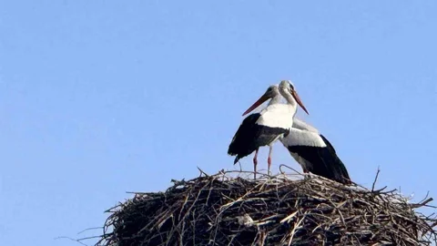Baharın Habercisi Leylekler Ardahan’a Geldi