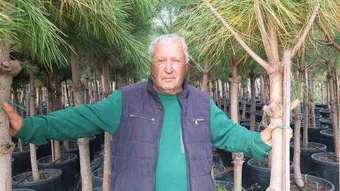 Burhaniye'de Fıstık Çamı Yetiştiriciliği