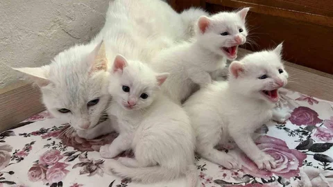 Van'da İlk Van Kedisi Yavruları Doğdu