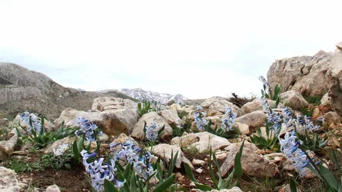 Kahramanmaraş'ta Baharın Gelişiyle Kaya Sümbülü Görsel Şölen Sunuyor