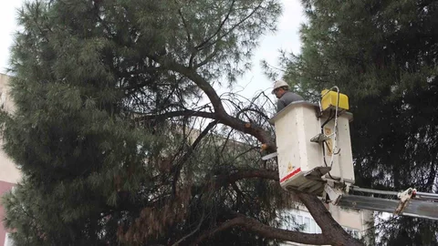 Aydın'da Yağışlar Sonrası Ağaçlar Yan Yattı