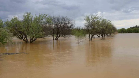 Aydın'da Menderes Nehri Taşarak Tarım Arazilerini Sular Altında Bıraktı