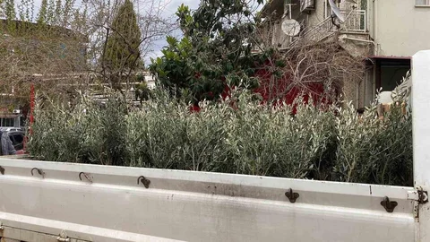 Sarıgöl'de Trilye Zeytin Fidanlarına İlgi Artıyor