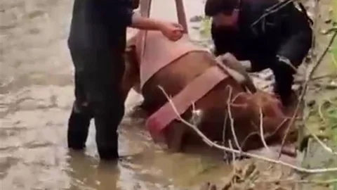 Kahramanmaraş'ta İnek Kurtarma Operasyonu