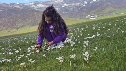 Muş Ovası'nda Çiğdem Şöleni