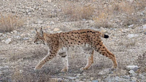 Kırıkkale'de Ormanın Hayaleti Görüntülendi