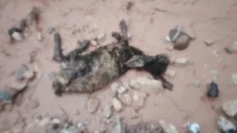 Şırnak'ta Sel Felaketi Göçerleri Vurdu