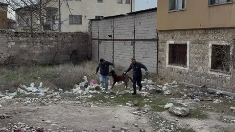 Kayseri'de Köpek Saldırısı Olayı