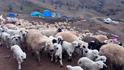 Erzincan'da Koyun-Kuzu Buluşmaları