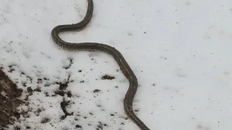 Yüksekova'da Su Hattı Onarımında Yılan Bulundu