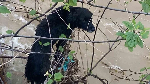 Köpek Zorlu Operasyonla Kurtarıldı