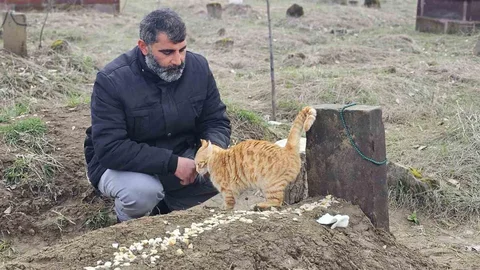 Muş’ta Kedilerin Vefalı Bekleyişi