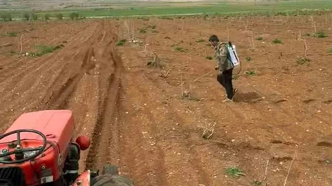 Araban'da Antep Fıstığı Tarlalarında Ot Mücadelesi