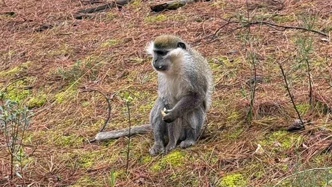 Denizli'de Maymun Görüldü