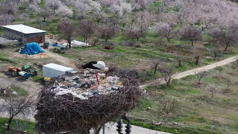 Sadık Leylek 10 Yıldır Aynı Yuvada