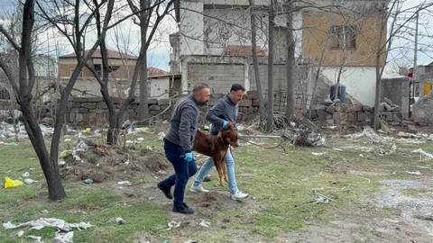 Kayseri'de Köpek Saldırısı Olayı