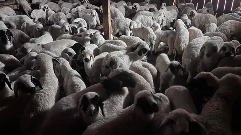 Bayburt'ta Hayvan Desteği Başvuruları Başlıyor