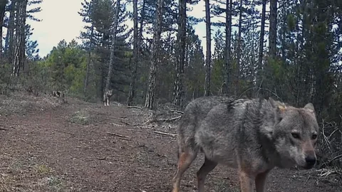 Karabük’te Yaban Hayvanları Görüntülendi