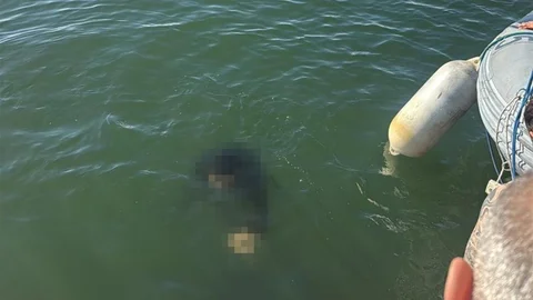 İzmir'de Akülü Sandalyeyle Denize Düşme Olayı