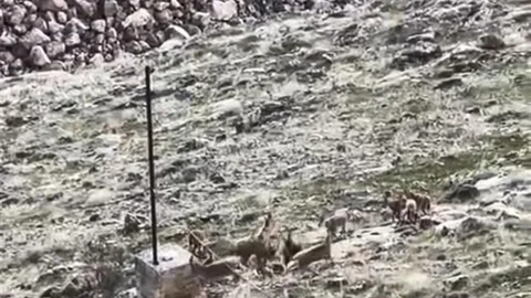 Elazığ'da Dağ Keçileri Görüntülendi