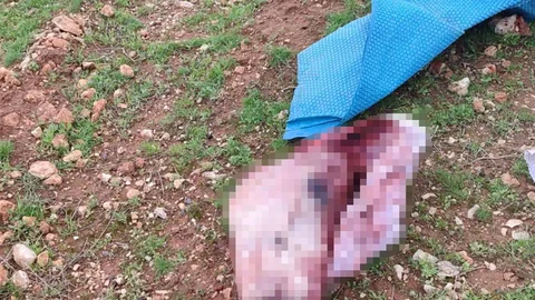 Şanlıurfa'da Kesilmiş At Kafası Bulundu