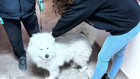 Didim'de Evcil Hayvan Aşılaması Devam Ediyor