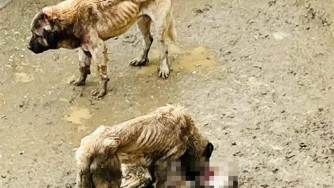 Bozüyük'te Barınakta Köpek Krizi
