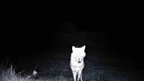 Tekirdağ'da Yaban Hayatı Görüntülendi