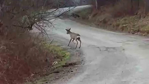Bartın'da Yolunu Kaybeden Karaca