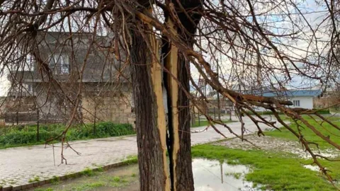 Mardin'de Yıldırım Ağaçları Parçaladı