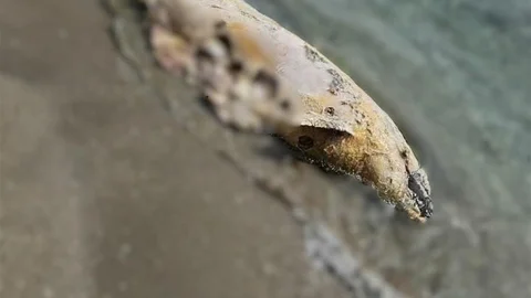 Tekirdağ’da Ölü Yunus Bulundu