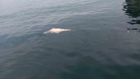 Kocaeli'de Kıyıya Vuran Ölü Yunus