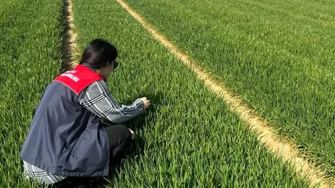 Lüleburgaz ve Pehlivanköy’de Hububat Tarla Kontrolleri