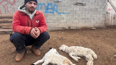 Kuzu Septisemisi Yeni Doğan Kuzuları Tehdit Ediyor