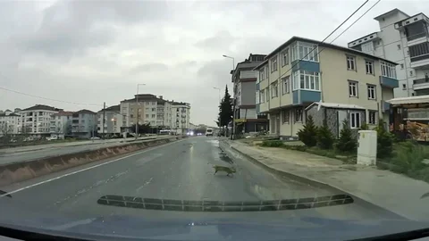 Tekirdağ'da Kedi Aracın Altından Kaçtı