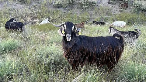 Edirne'de Brusella Vakası
