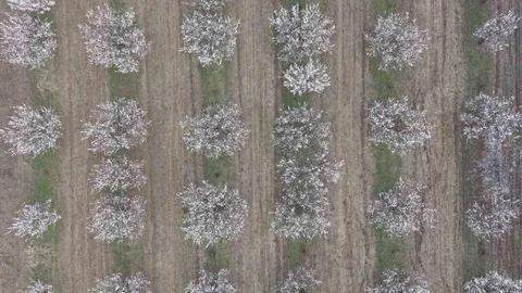 Iğdır'da Kayısı Ağaçları Çiçek Açtı