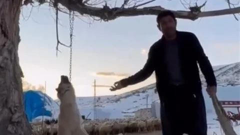 Köpeği Ağaca Asan Şahıs Gözaltında