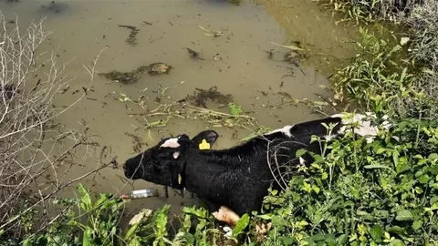 İneği Kurtaran İtfaiye Ekipleri Hatay'da Görevde