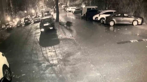 Sarıyer'de Aç Kalan Domuzlar Hastaneye Geldi
