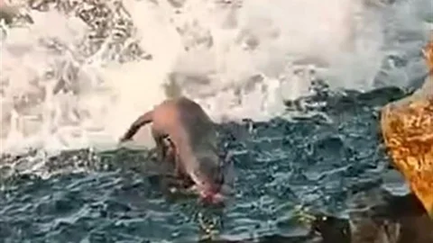 Akçakoca'da Su Samuru Görüntülendi