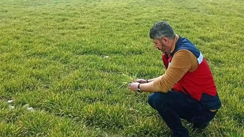 Aslanapa'da Tarım Alanlarında İnceleme Yapıldı