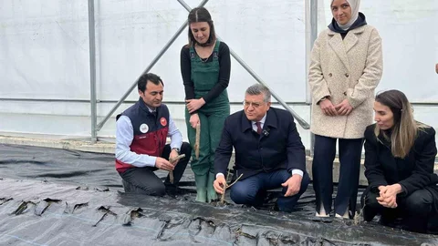 Sinop'ta Gül Fidanları Toprakla Buluştu