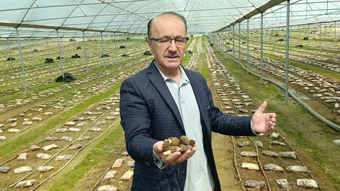 Antalya'da Kuzugöbeği Mantar Üretimi