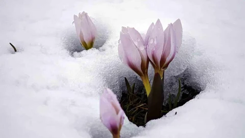 Bitlis Güzeldere Vadisi'nde Çiğdemler