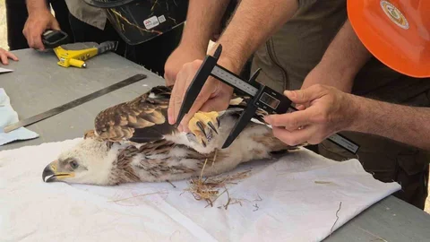 Tekirdağ'da Şah Kartalları İzleniyor