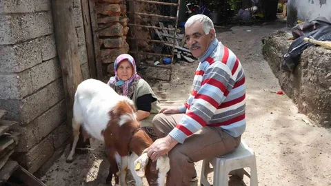 Keçileriyle Geçim Sağlayan Çiftin Sorunları